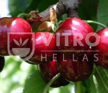 Nursery Sweet Cherries Hellas - Lorenz® Vitro